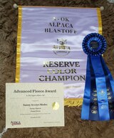 alpaca for sale