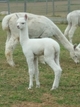 alpaca for sale