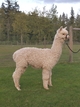 alpaca for sale
