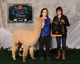 alpaca for sale