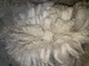 alpaca for sale