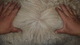 alpaca for sale