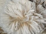 alpaca for sale