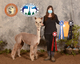 alpaca for sale