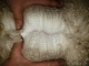 alpaca for sale