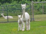 alpaca for sale