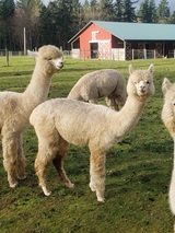 alpaca for sale
