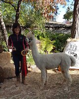 alpaca for sale