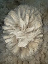 alpaca for sale