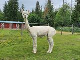 alpaca for sale
