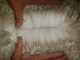 alpaca for sale