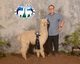 alpaca for sale