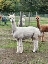 alpaca for sale