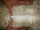 alpaca for sale
