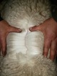 alpaca for sale