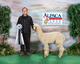 alpaca for sale