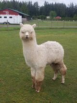 alpaca for sale