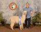 alpaca for sale