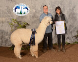 alpaca for sale