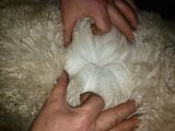 alpaca for sale