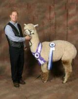alpaca for sale