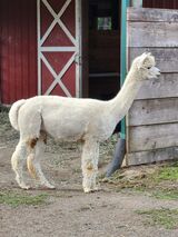alpaca for sale
