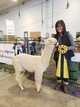 alpaca for sale