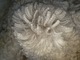 alpaca for sale
