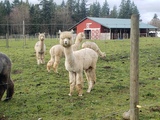 alpaca for sale
