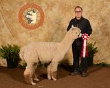 alpaca for sale