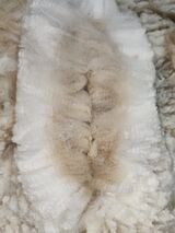 alpaca for sale