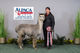 alpaca for sale