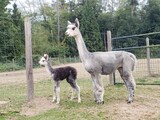 alpaca for sale