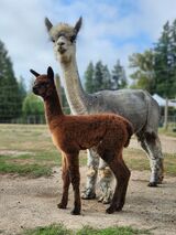 alpaca for sale