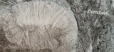 alpaca for sale