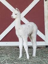 alpaca for sale