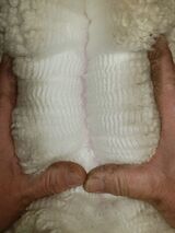 alpaca for sale