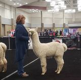 alpaca for sale