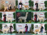 alpaca for sale