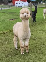 alpaca for sale