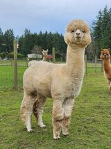 alpaca for sale
