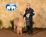 alpaca for sale