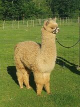 alpaca for sale