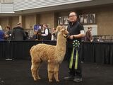 alpaca for sale