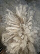 alpaca for sale