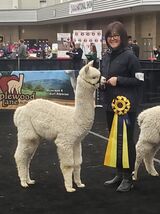 alpaca for sale