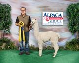 alpaca for sale