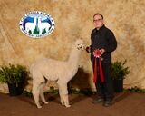alpaca for sale