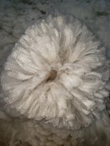 alpaca for sale