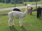alpaca for sale
